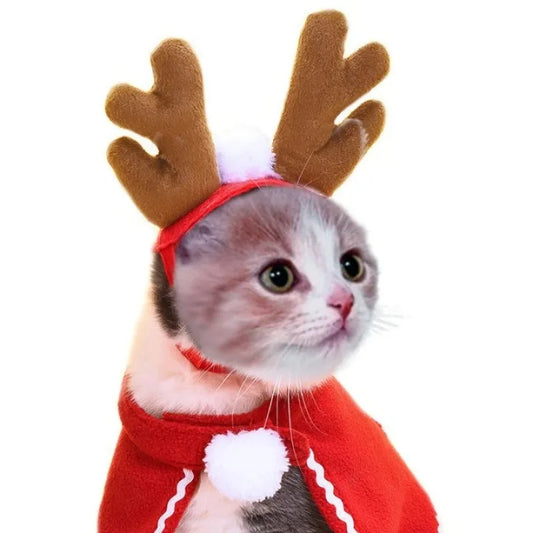Cat wearing a red sweater with white fur and brown reindeer antlers on a white background