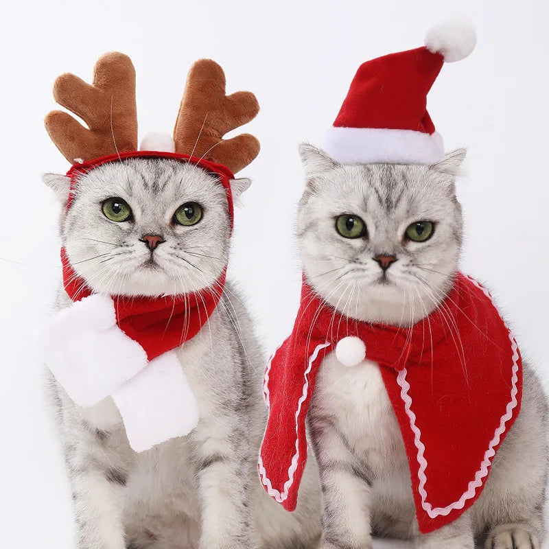 Two cats wearing Christmas-themed hats and scarves on a white background